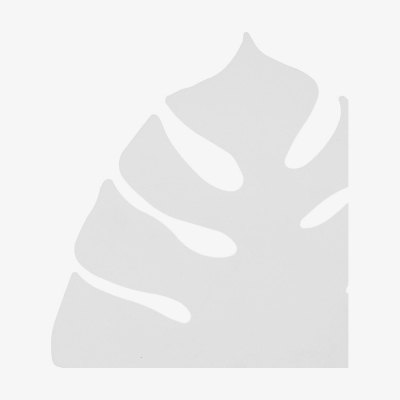 Бра TK Lighting Monstera G9 біле 4667
